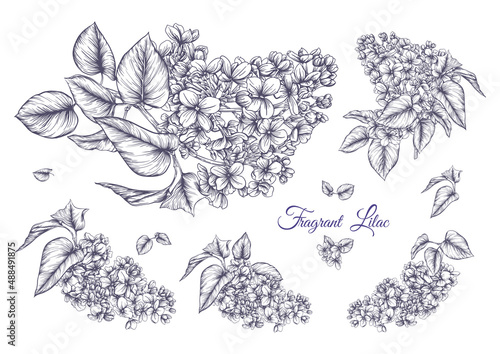 Lilac flower set in botanical classical drawing. Vector illustration. Isolated on white background.