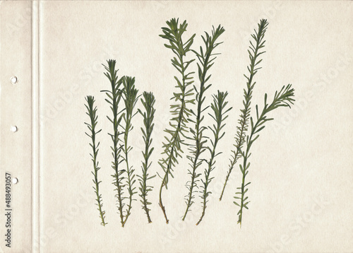 Vintage herbarium on an textured brown aged background. Composition of the grass on an old paper. Dry pressed herbs. Scan of dried plant. photo