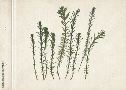 Εκτύπωση καμβά Vintage herbarium on an textured brown aged background