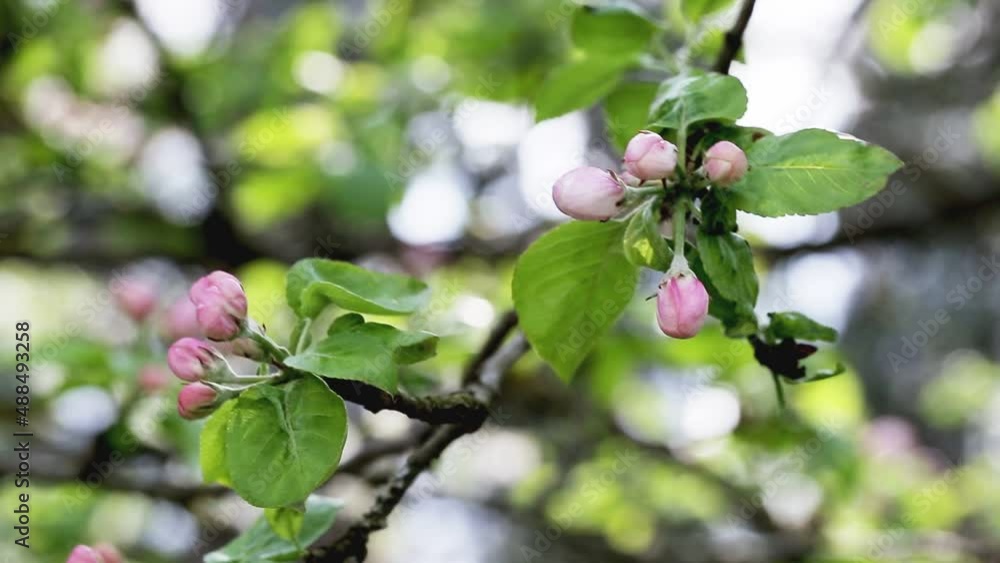 Blooming flowers on a fruit tree apple tree in spring, macro Blooming flowers on a fruit tree apple tree in spring, macro