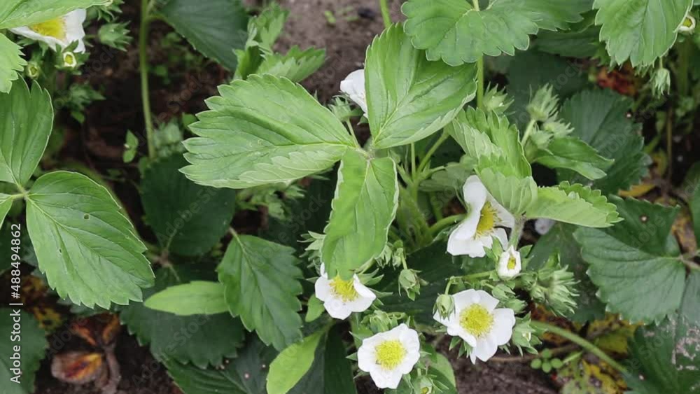 Blooming strawberry plant, yield and many flowers. Agriculture Blooming strawberry plant, yield and many flowers. Agriculture