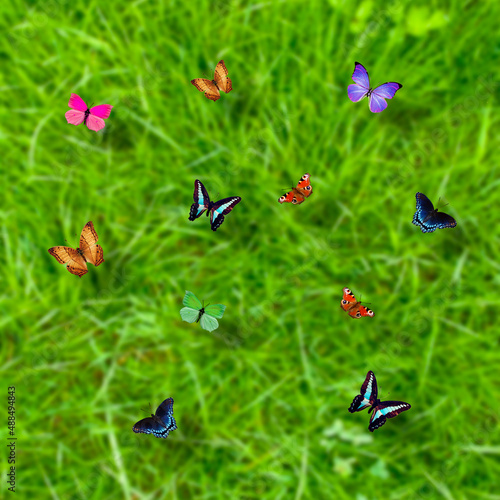coloful butterflies over a green meadow background