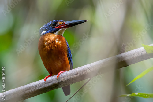 Nature wildlife image of blue-eared kingfisher bird (Alcedo meninting) standing on tree branch photo