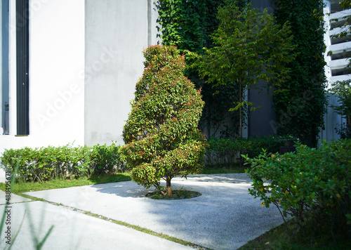 Fototapeta Naklejka Na Ścianę i Meble -  Beautiful garden tree in the alley
