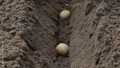 Planting potatoes in a furrow in the spring in the garden. Agriculture, close-up