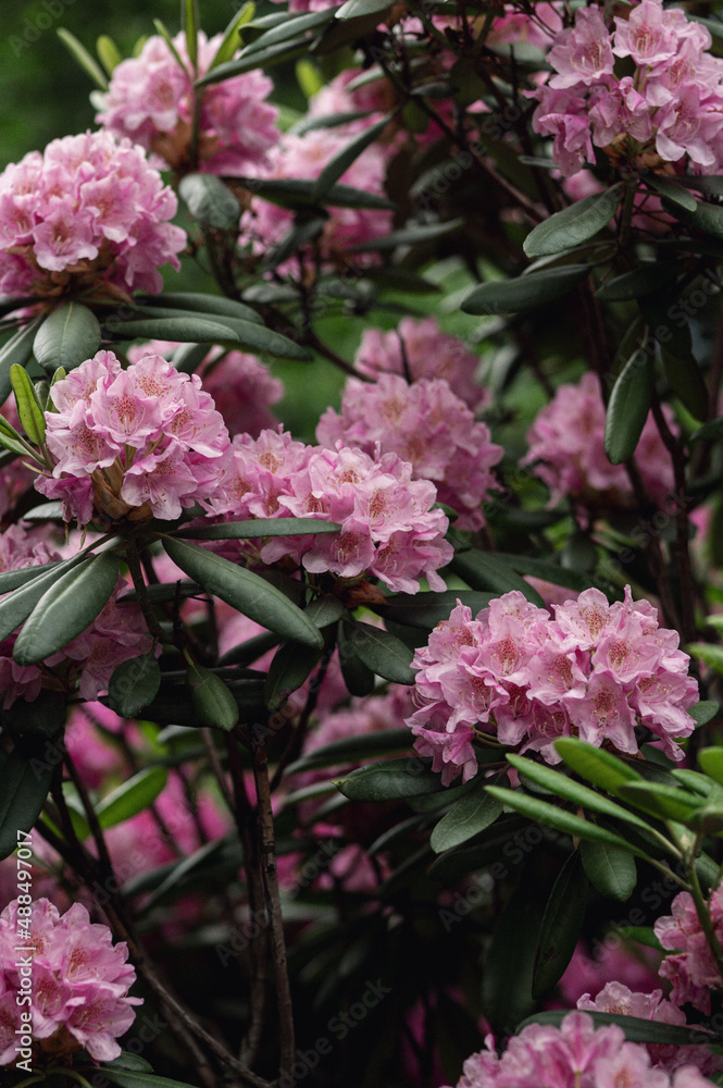 Fragrant pink rhododendrons bloom in the botanical garden Fragrant pink rhododendrons bloom in the botanical garden