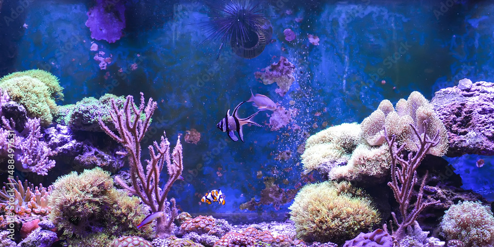 Obraz premium Reef tank, marine aquarium. Blue aquarium full of fishes and plants. Tank filled with water for keeping live underwater animals. Gorgonaria, Clavularia. Zoanthus. Zebra apogon. Zebrasoma. Percula.