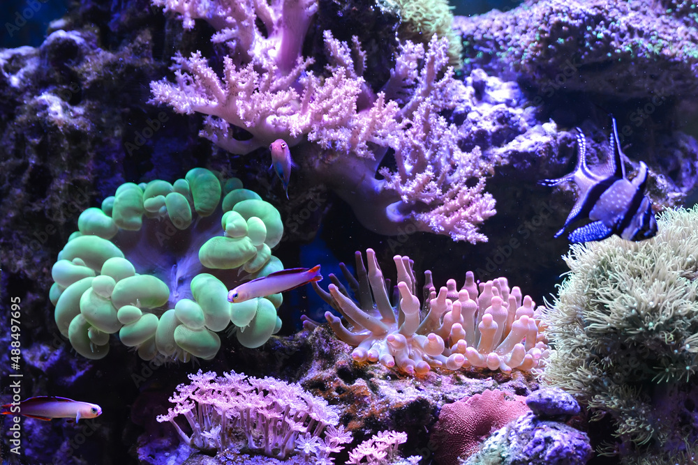 Obraz premium Reef tank, marine aquarium. Blue aquarium full of fishes and plants. Tank filled with water for keeping live underwater animals. Gorgonaria, Clavularia. Zoanthus. Zebra apogon. Zebrasoma. Percula.