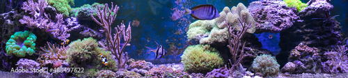 Reef tank, marine aquarium. Blue aquarium full of fishes and plants. Tank filled with water for keeping live underwater animals. Gorgonaria, Clavularia. Zoanthus. Zebra apogon. Zebrasoma. Percula.