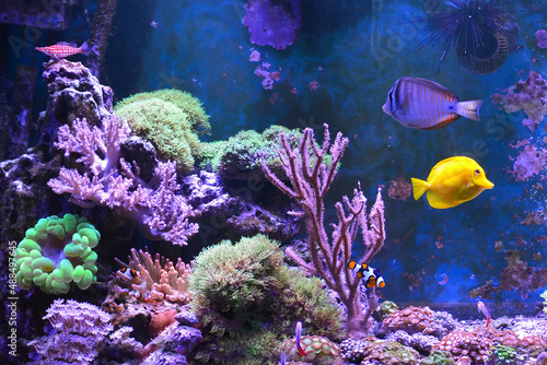 Fototapeta Naklejka Na Ścianę i Meble -  Reef tank, marine aquarium. Blue aquarium full of fishes and plants. Tank filled with water for keeping live underwater animals. Gorgonaria, Clavularia. Zoanthus. Zebra apogon. Zebrasoma. Percula.