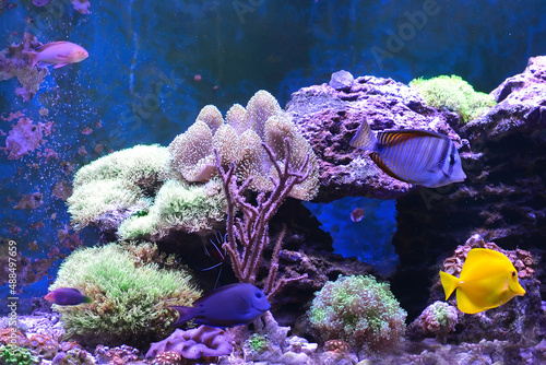 Reef tank, marine aquarium. Blue aquarium full of fishes and plants. Tank filled with water for keeping live underwater animals. Gorgonaria, Clavularia. Zoanthus. Zebra apogon. Zebrasoma. Percula. photo