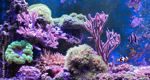 Reef tank, marine aquarium. Blue aquarium full of fishes and plants. Tank filled with water for keeping live underwater animals. Gorgonaria, Clavularia. Zoanthus. Zebra apogon. Zebrasoma. Percula.