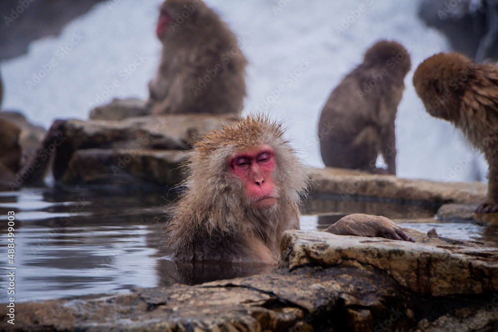 Naklejka premium Snow Monkeys Soak in Hotsprings