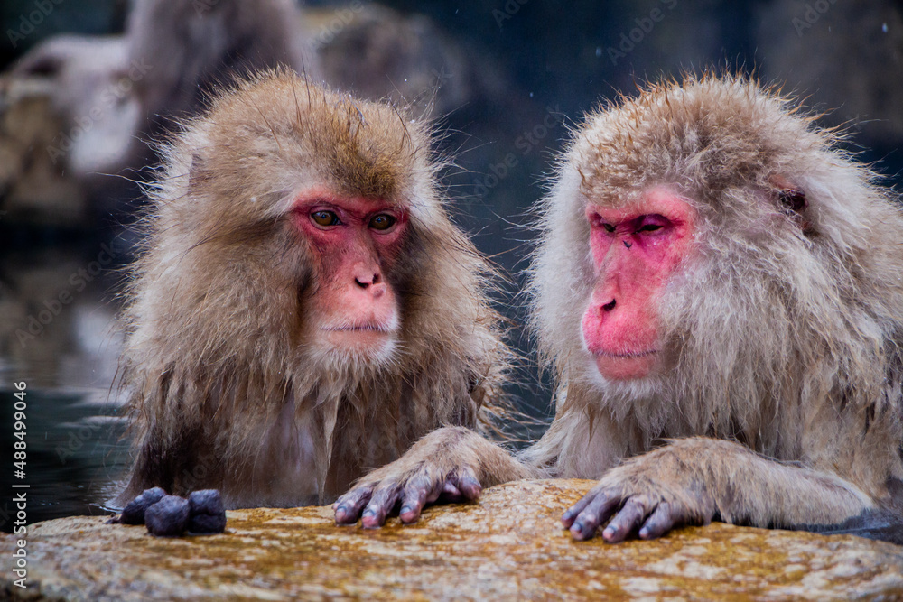 Fototapeta premium Snow Monkeys Soak in Hotsprings