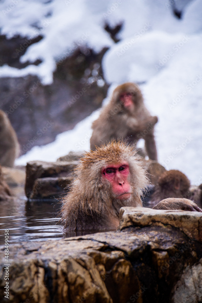 Naklejka premium Snow Monkeys Soak in Hotsprings