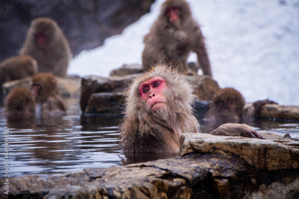 Naklejka premium Snow Monkeys Soak in Hotsprings