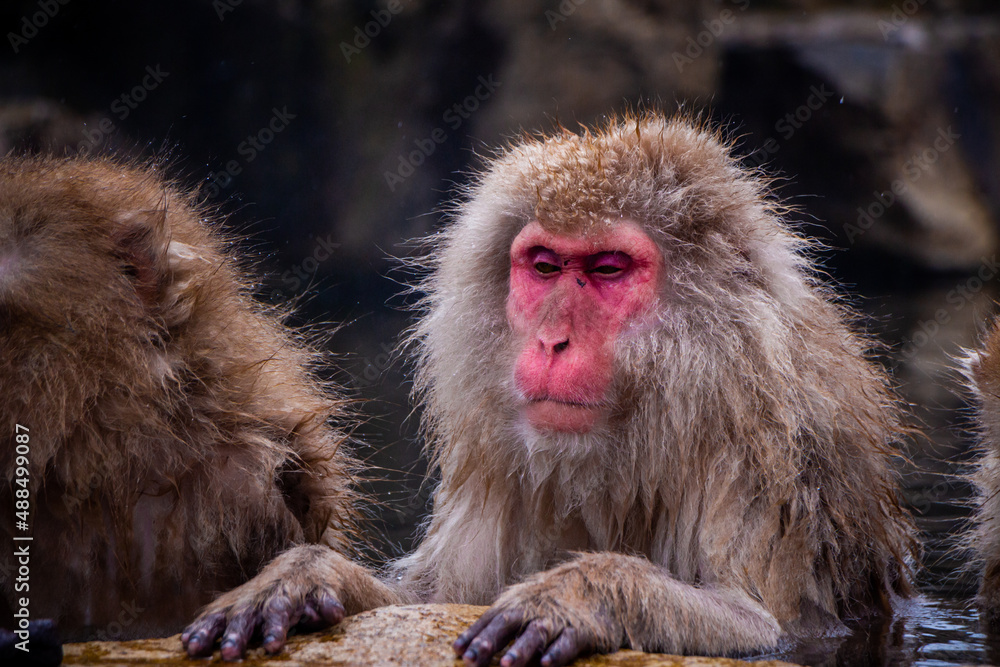 Snow Monkeys Soak in Hotsprings Snow Monkeys Soak in Hotsprings