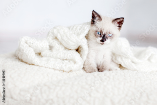 Kitten on gray knitted blanket