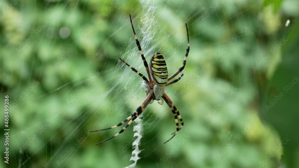 large spider sits on a web in the garden large spider sits on a web in the garden