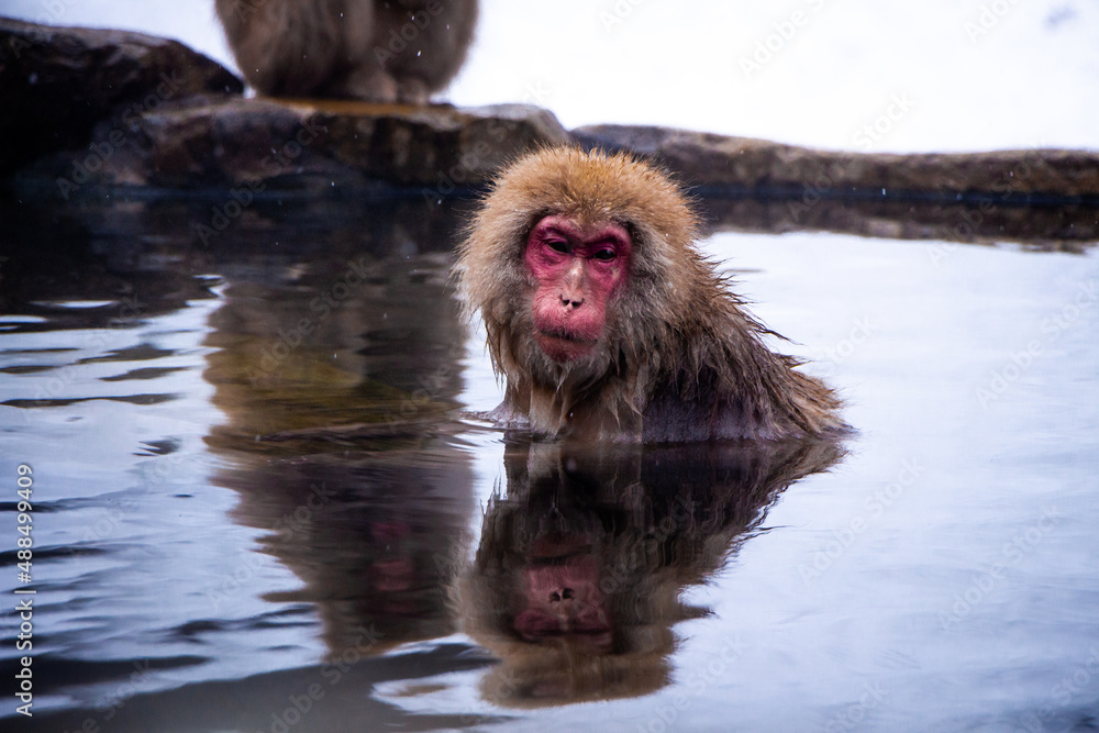 Naklejka premium Snow Monkeys Soak in Hotsprings