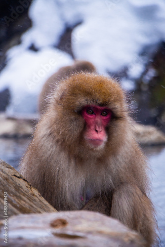 Snow Monkeys Soak in Hotsprings © Leo