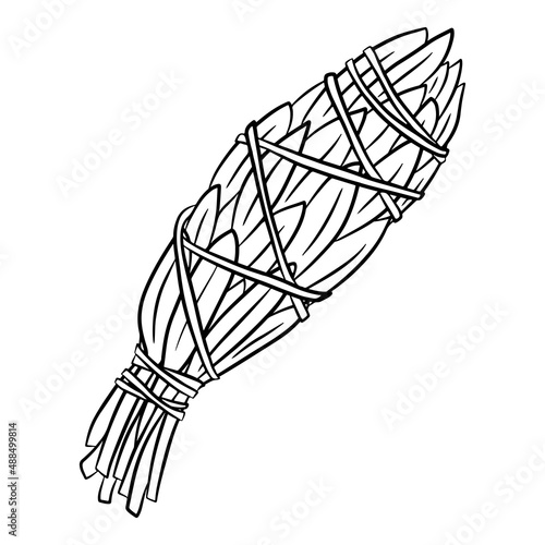 White sage smudge stick used for energy clearing and healing. Hand drawn vector illustration, isolated on white background.