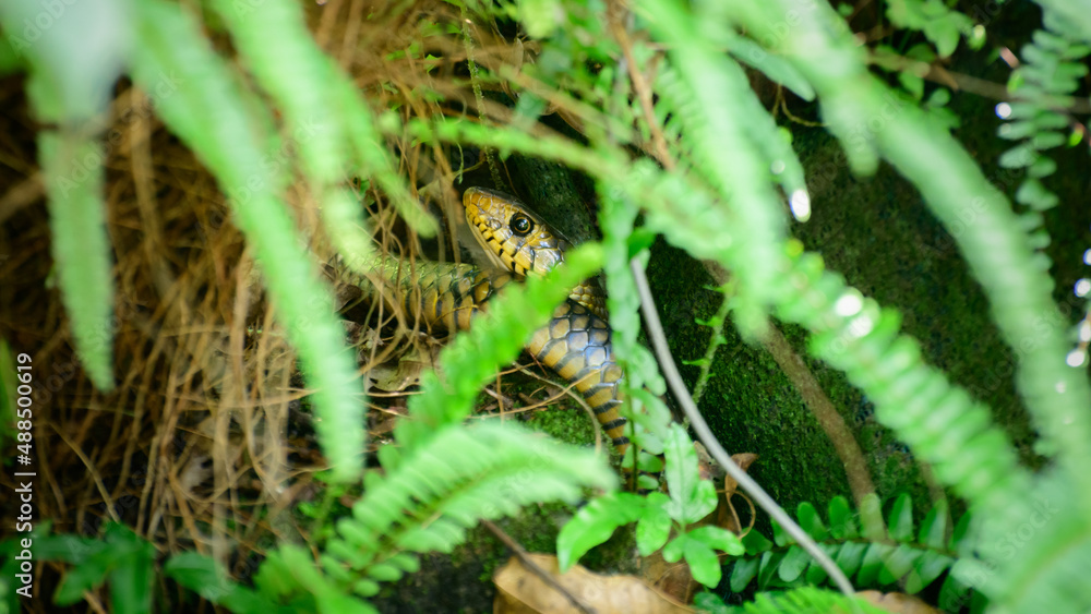 Yellow rat snake (Garadiya) hiding in the bush, Yellow rat snake (Garadiya) hiding in the bush,