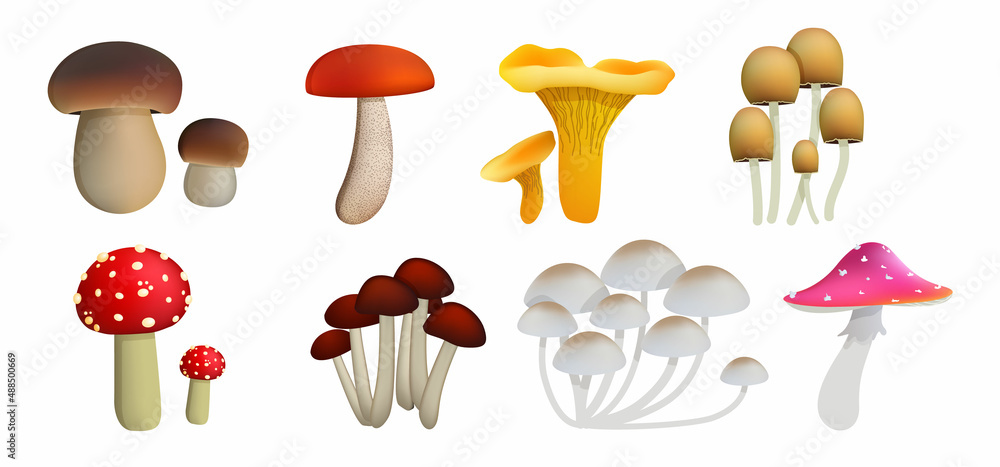 set of different realistic mushrooms isolated on white background. Elements for design set of different realistic mushrooms isolated on white background. Elements for design