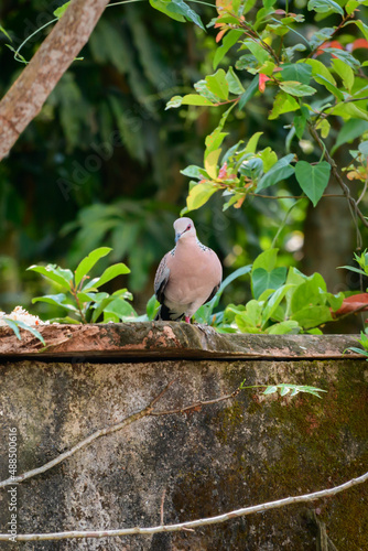 Slika na platnu One legged spotted dove bird eating , perched on a boundary wall.