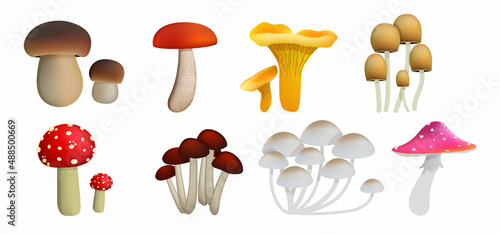 set of different realistic mushrooms isolated on white background. Elements for design