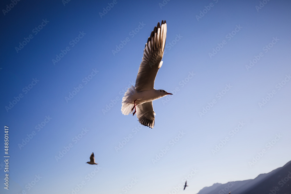 Fototapeta premium Seagulls on the blue in morning sunlight