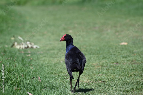 Purple swamphen  or pukeko  from behind  as it looks over its shoulder while walking along a stretch of short grass