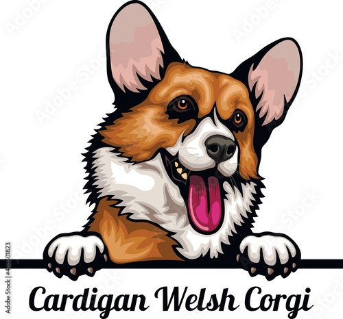 Cardigan Welsh Corgi - Color Peeking Dogs - breed face head isolated on white