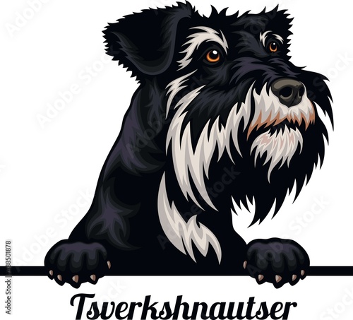 Tsverkshnautser - Color Peeking Dogs - breed face head isolated on white