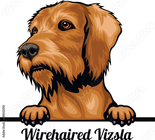 Wirehaired Vizsla - Color Peeking Dogs - breed face head isolated on white