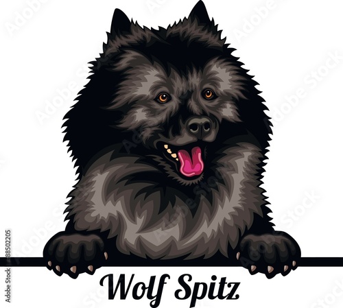 Wolf Spitz - Color Peeking Dogs - breed face head isolated on white