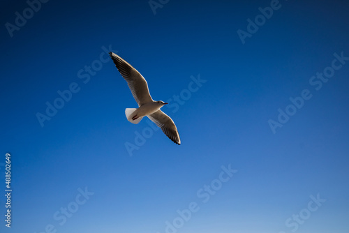 Seagull on the blue in morning sunlight