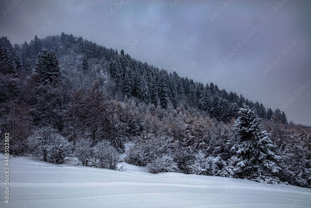 Fototapeta premium snow covered trees in the mountains