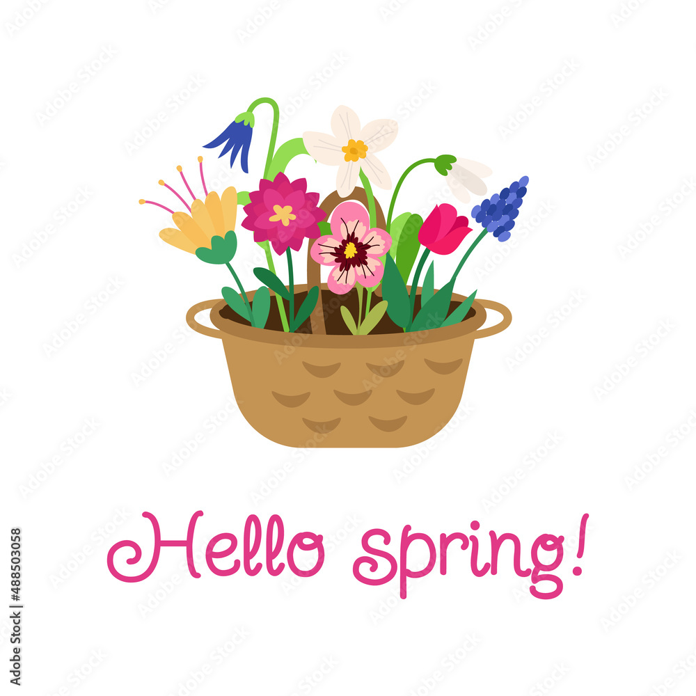 Hello spring. A postcard with a basket of bright colorful flowers of tulip, narcissus, muscari, pansies, bell, peony, snowdrop and an inscription. Festive vector illustration for design Hello spring. A postcard with a basket of bright colorful flowers of tulip, narcissus, muscari, pansies, bell, peony, snowdrop and an inscription. Festive vector illustration for design