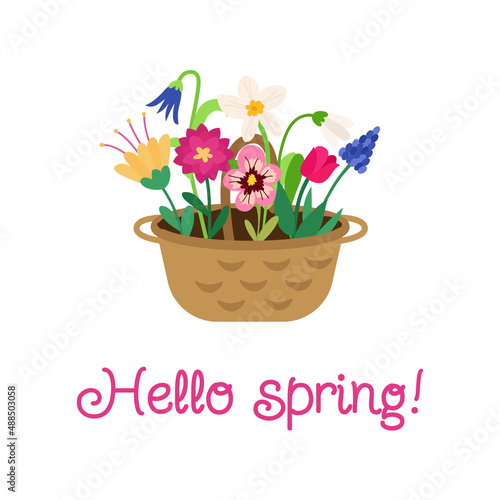 Hello spring. A postcard with a basket of bright colorful flowers of tulip, narcissus, muscari, pansies, bell, peony, snowdrop and an inscription. Festive vector illustration for design