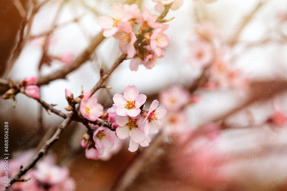 Almond tree branch with flowers