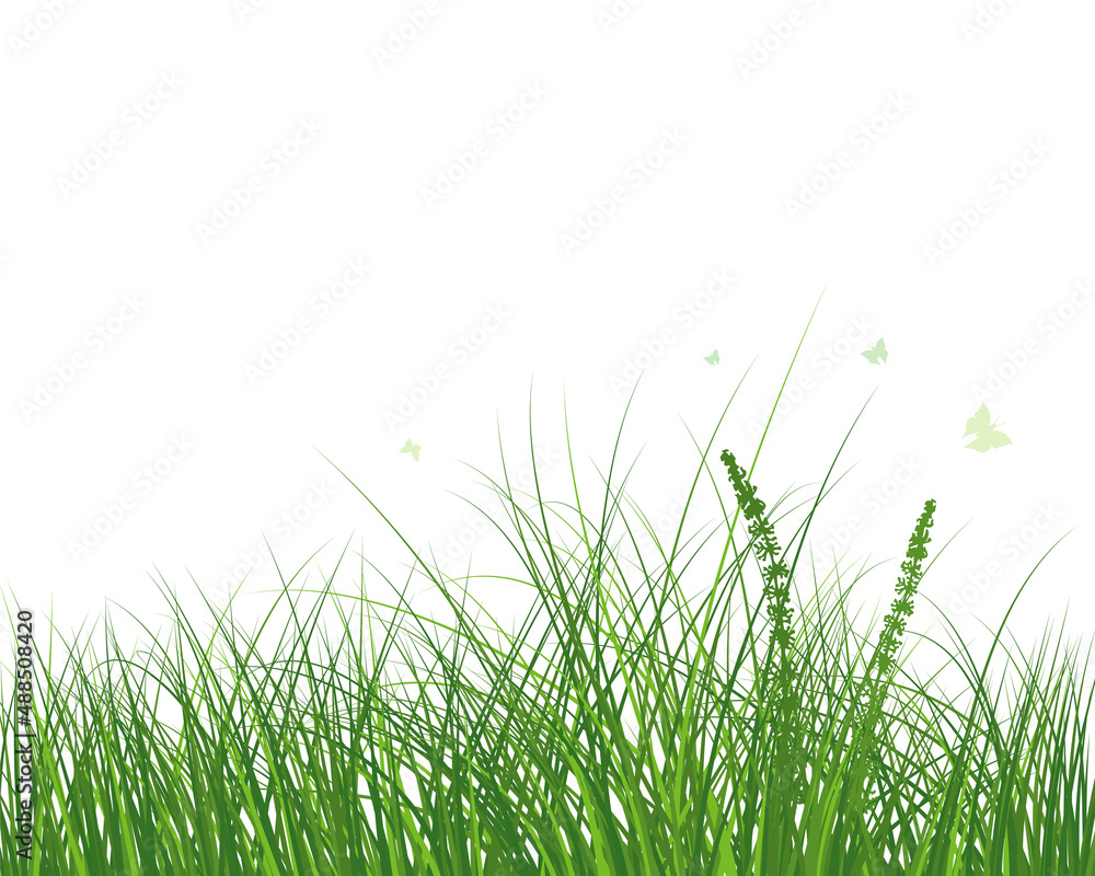 Green Grass Meadow Green Grass Meadow