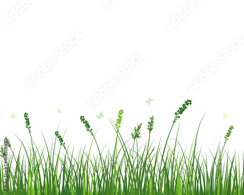 Green Grass Meadow