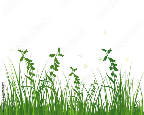 Green Grass Meadow © Konovalov Pavel
