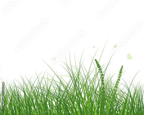 Green Grass Meadow