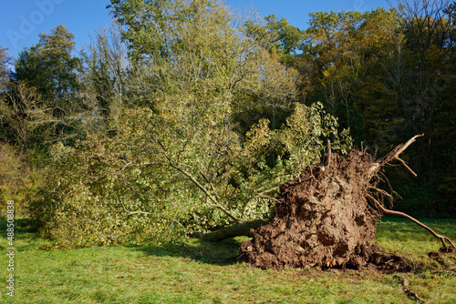 Knockout, violent storm completely uprooted tree on the edge of the forest. photo