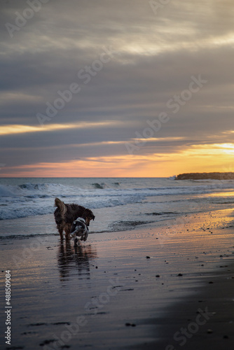 Dogs playing on the shore of the beach at sunset
