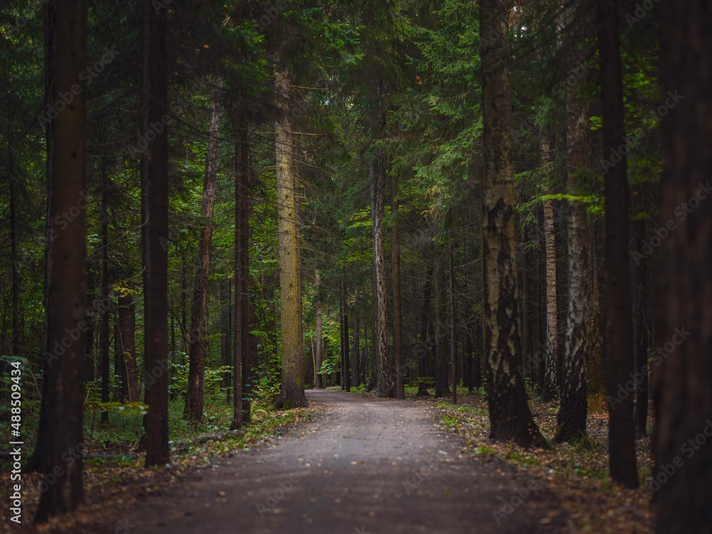 Obraz premium traditional forest of central Russia, summer sunset. Scenic forest of fresh green trees, beautiful park, summer landscape, birch grove, fir forest summer landscape