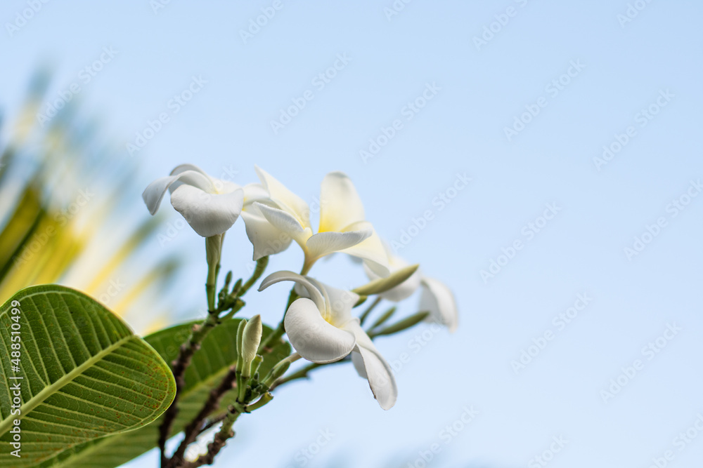 white frangipani flowers in the sunlight. plumeria plant in thailand white frangipani flowers in the sunlight. plumeria plant in thailand