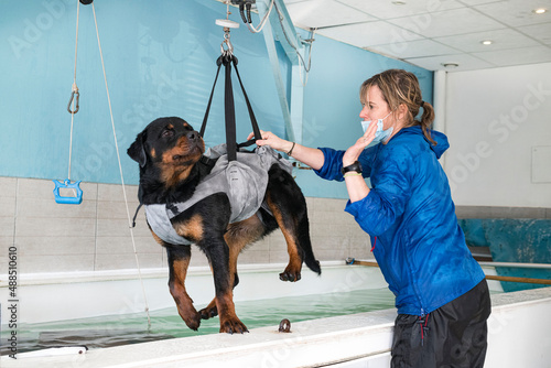 Foto young rottweiler and hydrotherapy